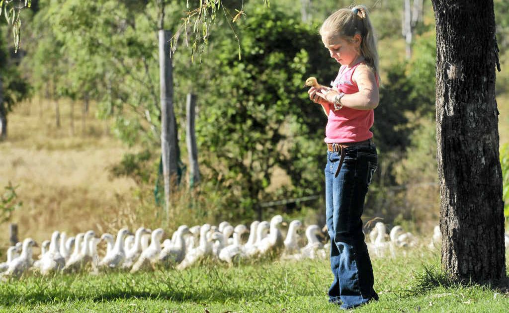 Annabelle Sterns checks on the ducks that are raised free-range on her family’s farm at Kilkivan. Bendele ducks were chosen to be served to the Queen and Duke of Edinburgh at last week’s royal luncheon in Brisbane. Annabelle Sterns checks on the ducks that are raised free-range on her family’s farm at Kilkivan. Bendele ducks were chosen to be served to the Queen and Duke of Edinburgh at last week’s royal luncheon in Brisbane.